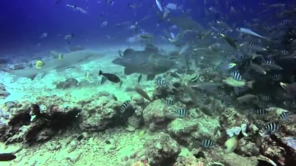 Diver feeds shark in underwater ocean of Fiji. - Filmmaterial, Video