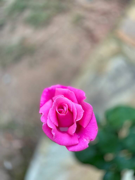 Schöne rosa Rose in voller Blüte am frühen Morgen im Frühling 2021 - Foto, Bild
