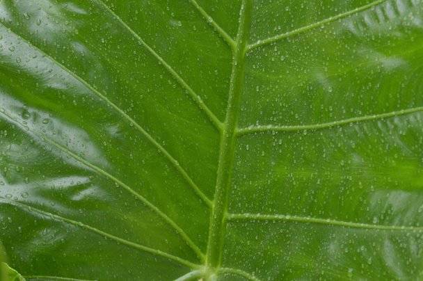 Zamknij spadające krople wody na liście zielonych roślin naczyniowych. Letni deszcz monsunowy spada na liście zielonego drzewa. Piękna pora deszczowa. Streszczony wzór tekstury. Środowisko naturalne. Zdjęcie Stockowe. - Zdjęcie, obraz