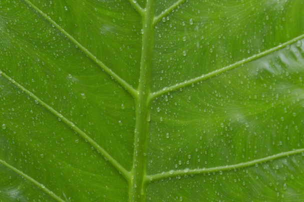 緑の血管植物の葉に水の落下雨滴の閉じる。夏のモンスーン緑の木の葉に雨が降ります。美しい雨季。抽象的なテクスチャパターン。自然を背景に。ストックフォト. - 写真・画像