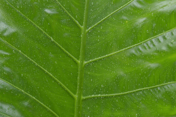 緑の血管植物の葉に水の落下雨滴の閉じる。夏のモンスーン緑の木の葉に雨が降ります。美しい雨季。抽象的なテクスチャパターン。自然を背景に。ストックフォト. - 写真・画像