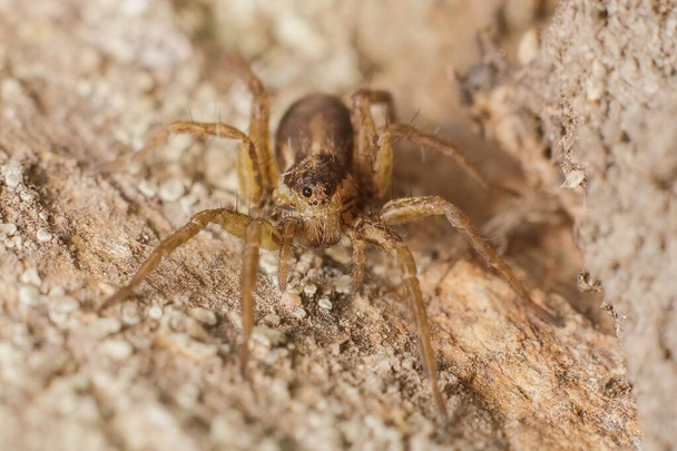 little spider on a stone - Photo, Image