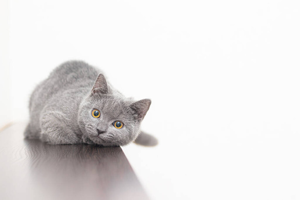 Um gato britânico peludo fumegante cinza olha para a câmera em um fundo branco com espaço para texto. O conceito de fotografia Studio para artigos e anúncios sobre animais de estimação e cuidar deles - Foto, Imagem