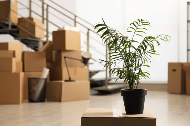Cardboard box with houseplant in new office, space for text. Moving day - Fotografie, Obrázek