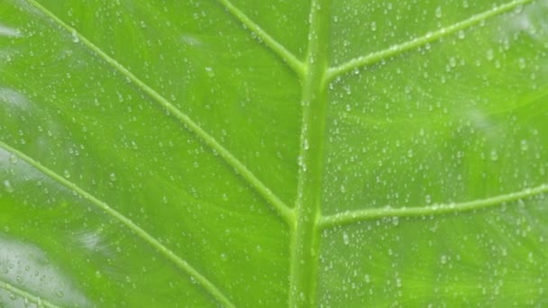 Yeşil damar bitkileri yaprağına düşen yağmur damlalarına yakın durun. Yaz muson yağmurları yeşil ağaç yapraklarına düşer. Güzel bir yağmur mevsimi. Soyut doku deseni. Doğa geçmişi. Stock Görüntüsü - Video, Çekim