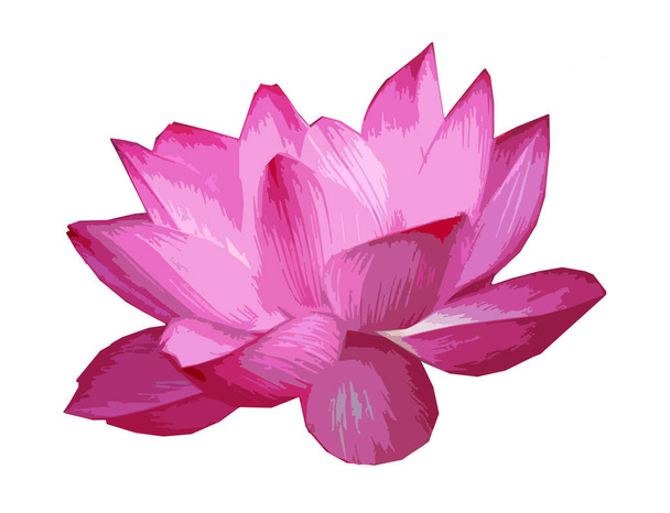 Illustration von Seerosenblume, rosa Seerosenblume - Foto, Bild