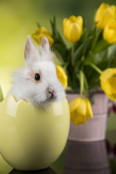 Little bunny, happy easter background - Foto, Imagem