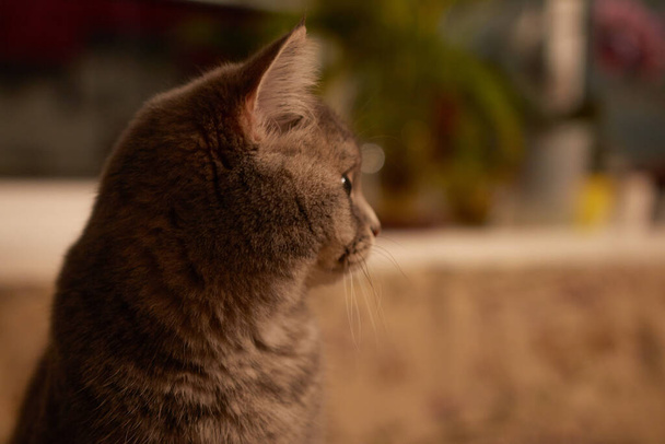 かわいいですかわいいですかわいいですスコットランドストレート猫 - 写真・画像