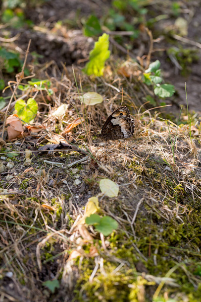 detalle de Hipparchia semele descansando sobre un fondo de agujas de pino en el bosque. Foto de alta calidad - Foto, imagen