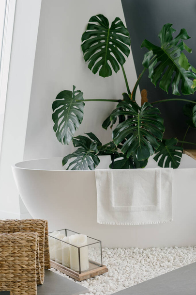 White modern tub surrounded tropical plant Monstera deliciosa with green leaves in boho style bathroom decorated with candles and stylish home decor. Bright apartment with bohemian interior design - Photo, Image