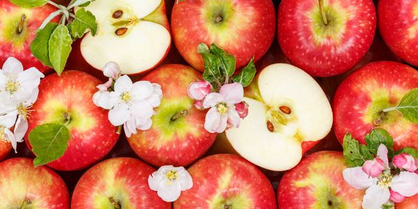 Apples fruits red apple fruit background banner with leaves and blossoms food - Fotografie, Obrázek