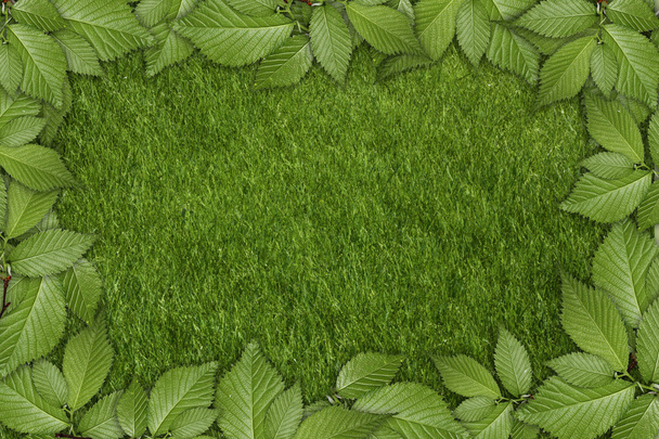 green plant background, young grass - Фото, изображение
