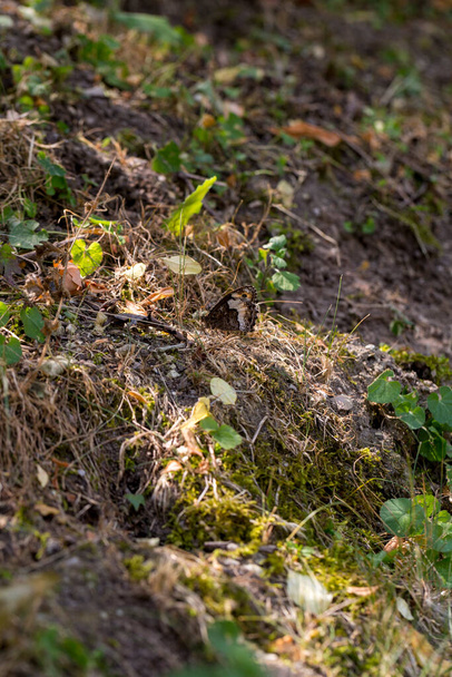 Detail von Hipparchia semele ruht auf einem Hintergrund von Kiefernnadeln im Wald. Hochwertiges Foto - Foto, Bild