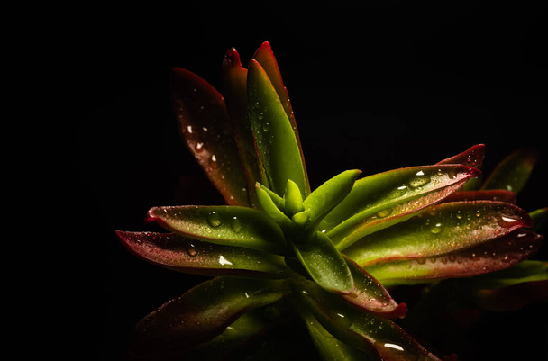 Hermoso macroretrato de una planta de fuego de Crassula Capitella - Foto, imagen