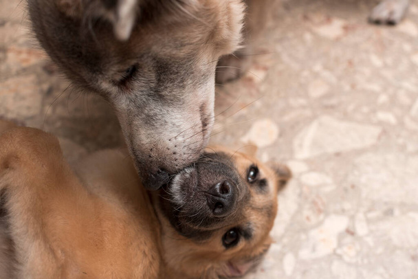 Una perra mayor lame y prepara a un cachorro joven tirado en el suelo. Cuidado, afecto, instinto materno o comportamiento social entre perros. - Foto, Imagen