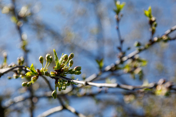 Springtime tree buds on the branch. Nature background - Photo, Image