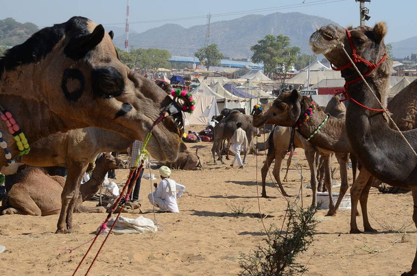 Paljon kameleita myytävänä Pushkar Camel Fair - Valokuva, kuva