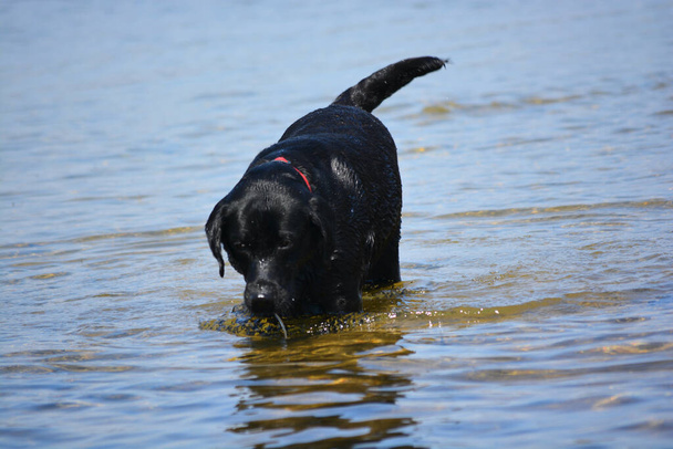Szczęśliwy pies domowy cieszyć się zabawy w jeziorach w walijskim nadbrzeżnym rezerwacie przyrody na regenerowanych gruntów przemysłowych. Zimna woda ochładza zwierzęta po gorącym wiosennym słońcu. - Zdjęcie, obraz