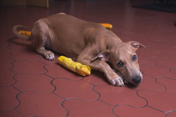 Un cachorro feliz yace en el suelo comiendo huesos de piel cruda. - Foto, imagen