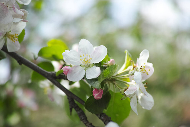 A blossom on an apple tree. Close up. - Фото, изображение