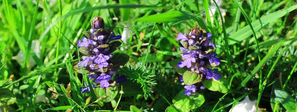 Blue carpetweed is growing between the grass in the meadow.  Other names of the plant: Ajuga reptans,  bugle, blue bugle, bugleherb, bugleweed, carpet bugleweed, common bugle, St. Lawrence plant. It is an herbaceous flowering plant native to Europe.  - Photo, Image