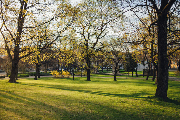 Beautiful park scene with green grass and high trees in the  evening sunlight, city park in spring time - Fotó, kép