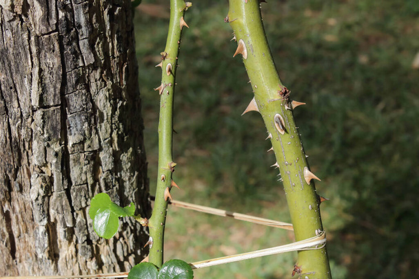 Detalle del tronco espinoso de un rosal - Foto, Imagen