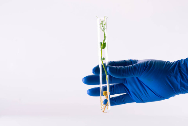 A hand in a medical glove holds a test tube with microgreens of peas. Growing and researching microgreens. - Zdjęcie, obraz