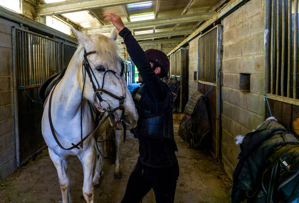 young rider preparing horse for riding in stable - Foto, imagen
