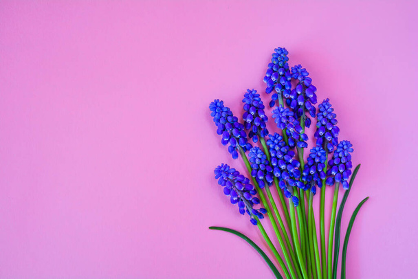 Beautiful spring blue Muscari flowers on a pink background - Photo, image