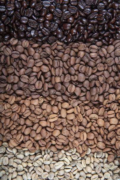 Ziarna kawy są podwójnie pieczone. Papiery do kawy przedstawiające różne etapy prażenia od zielonej fasoli do włoskiej pieczeni. - Zdjęcie, obraz