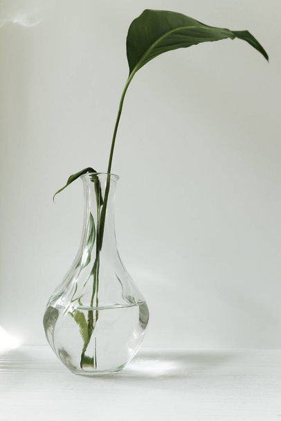 Spathiphyllum leaves in a small elegant vintage glass vase - Fotó, kép