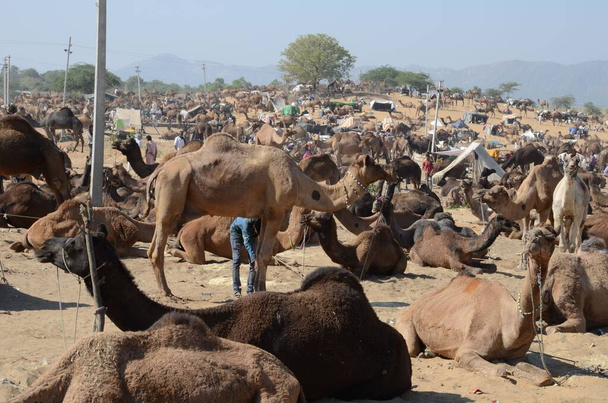 Hunderte Dromedare bei Kamelmesse in Pushkar - Foto, Bild