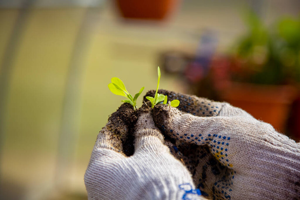 gros plan d'un jeune germe dans les mains d'un jardinier avec des gants de ménage - Photo, image