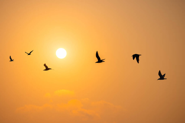 Flying seagulls over the sea on sunrise - Photo, Image