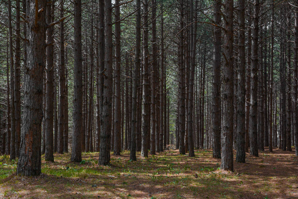 Tall pine trees in dense forest with some grass and not much leaves visible - Photo, image