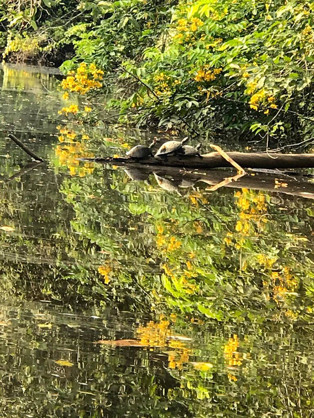 En esta fotografa se pueden ver un conjunto de tortugas que tras ver una rama y un clima soleado, deciden salir a tomar el sol. - Foto, imagen
