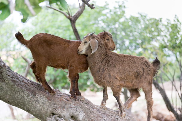 Home goat,  ibex.  Turkey - Photo, Image