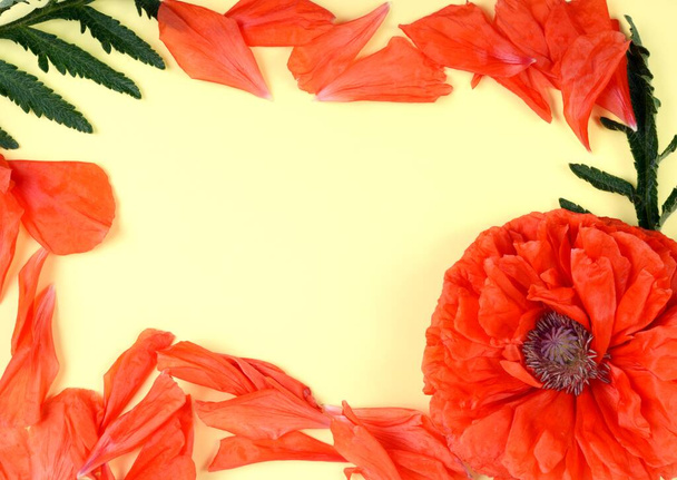 Red poppy flower over yellow background paper, close up studio shot. - Fotó, kép