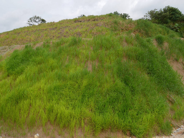 Permanent slope protection with the natural grass using the hydroseed method. The grass used to stabilizes the slope structure and prevent slope erosion. Effective and less maintenance.  - Photo, Image