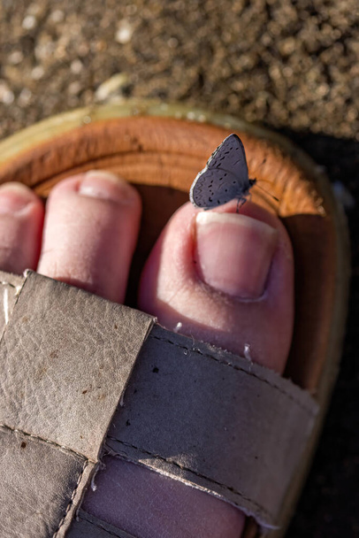 dívčí palec v písku s motýlem - Fotografie, Obrázek