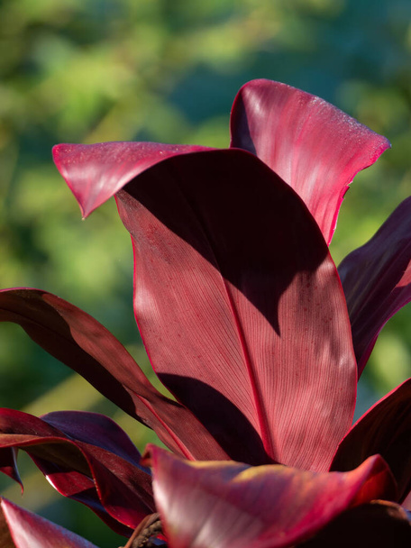 Close up Foglie rosse di Cordyline Fruticosa Albero isolato sullo sfondo della natura - Foto, immagini