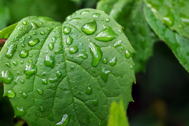 zielony liść z kropelkami wody. po deszczu  - Zdjęcie, obraz