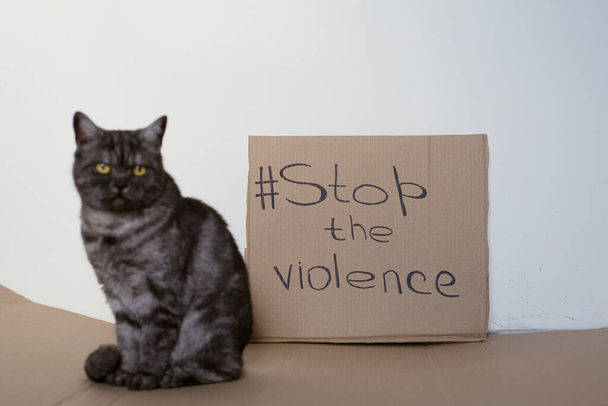 The cat asks to stop the violence against animals. Cardboard sign with the words Stop Violence. Animal cruelty concept - 写真・画像