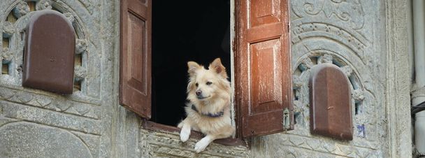 Perro guardián protector mirando a través de su ventana abierta del primer piso. Lindo perro espera y espera a que su familia vuelva a casa en Asia. POY - Foto, Imagen