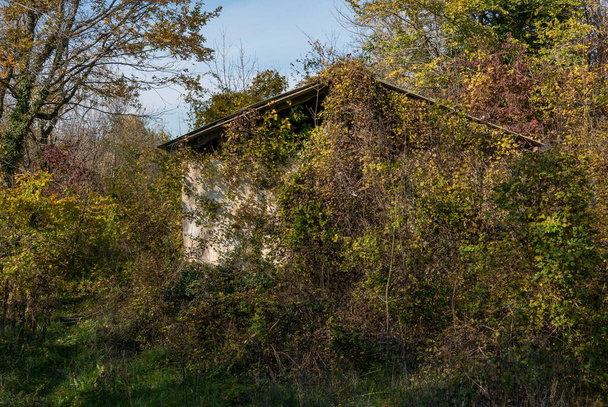 Abandoned house in the woods. - Fotoğraf, Görsel