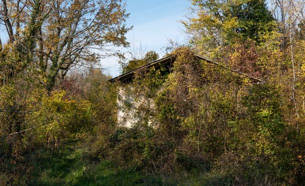 Abandoned house in the woods. - Fotoğraf, Görsel