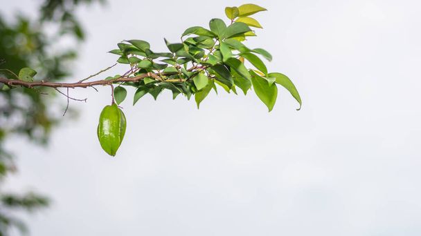 Nature view of star fruit on nature white background with copy space. - Foto, Imagem