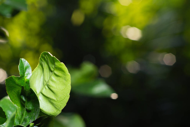 Nature view of green leaf on blurred greenery background with copy space. - Photo, image