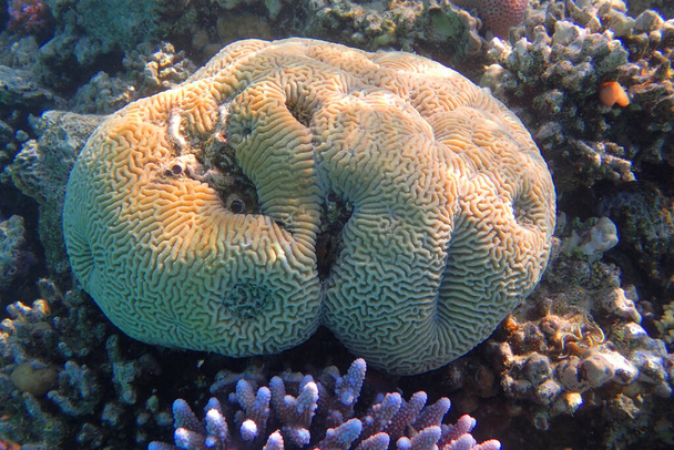 platygyra coral from the red sea Egypt - Photo, Image